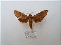 藏品(葡萄天蛾)的圖片